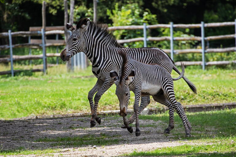 Euregiozoo für Studenten