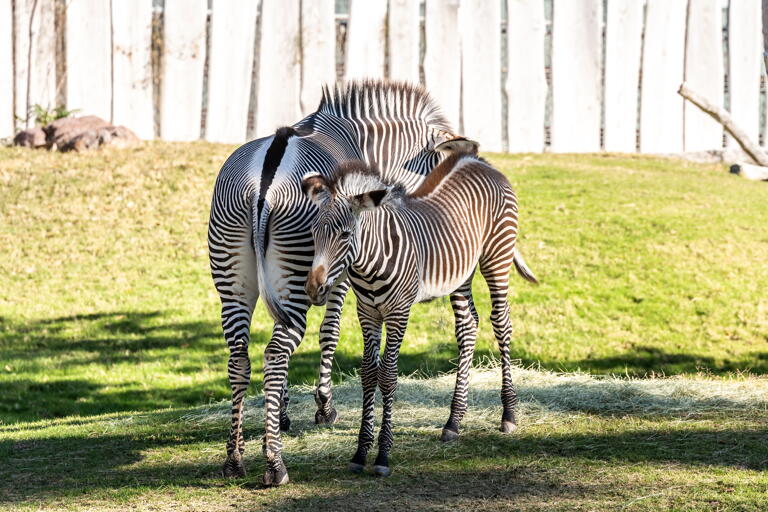 Ermäßigter Eintritt für Studierende im NaturZoo in Rheine.