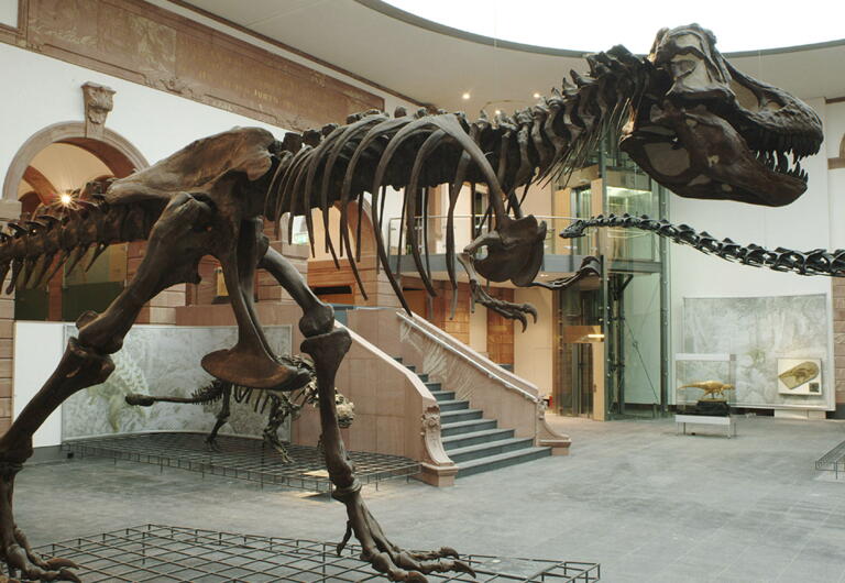 Eintritt für Studenten im Senckenberg Naturmuseum