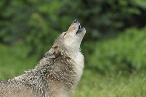 Studentenrabatt im Wild- und Freizeitpark Allensbach