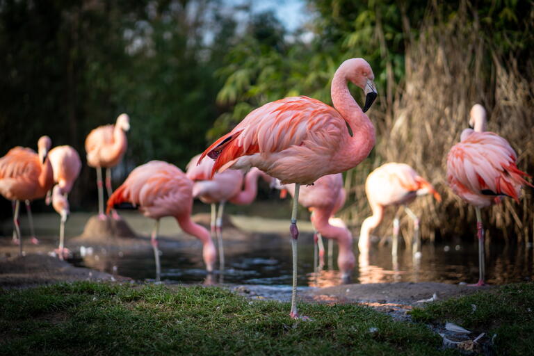 Studentenrabatt im Tierpark Chemnitz und Wildgatter Oberrabenstein