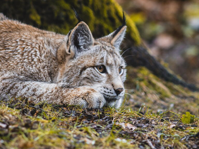 Studierendenrabatte im Tierpark in Gera