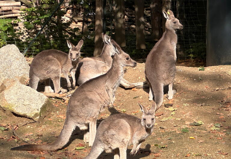 Studentenpreise im Tierpark Görlitz