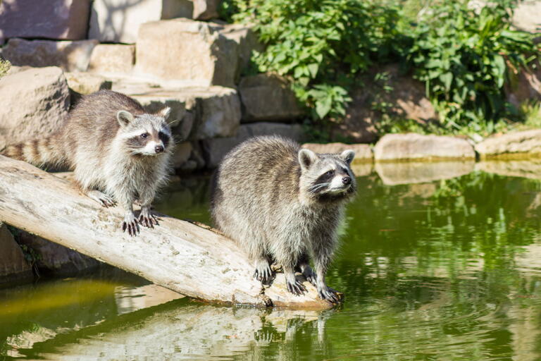 Günstiger Eintritt für Studenten im Tierpark Neumünster