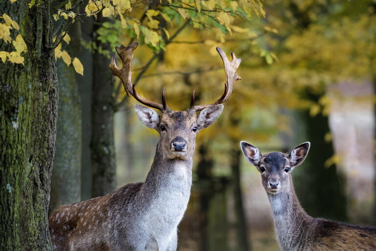 Studentennachlass im Wildwald Vosswinkel