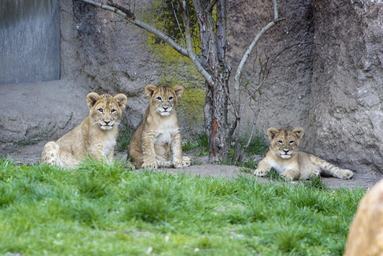 Junge Löwen im Leipziger Zoo