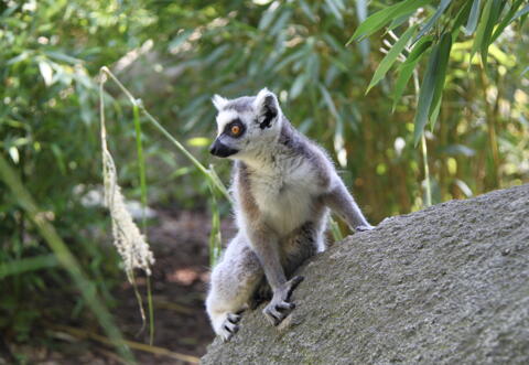 Studentenrabatt im Linzer Zoo